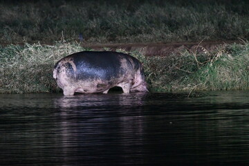 Fototapeta premium Hippopotamus wading in dark water near grassy bank