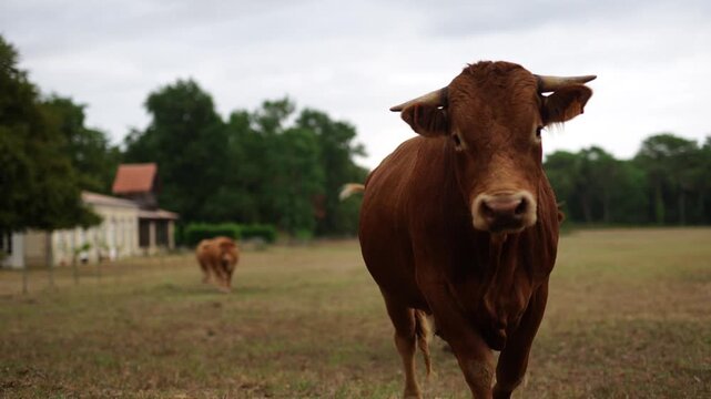 Brown cows in the field in France