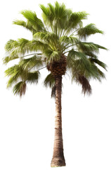 Obraz premium 3D palm tree without background, isolated