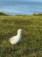 Seagull close-up on the sea coast
