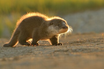 Eurasian otter Lutra lutra cute darling young brown meadow animal in nature, draw near village, runs fast, cubs beautiful Europe
