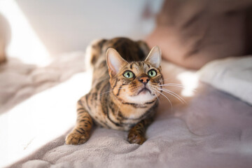 上を見るベンガル猫 