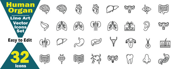Human Organ Line Art Vector Icons Set. 32 Icons Easy to Edit anatomy body, human, organ concept. 