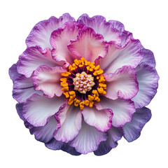 Detailed macro shot of a ruffled purple and white dahlia flower with a yellow center and cutout png isolated on a transparent background