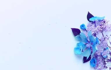 blue hydrangea flowers on white background with copy space for text