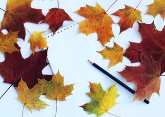 Colorful autumn leaves and pencils on white background. Flat lay, top view.