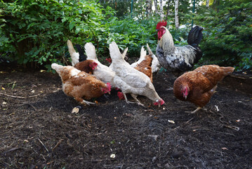 Haushühner mit Hahn suchen Futter im Freigehege 