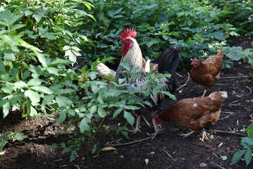 Haushühner mit Hahn suchen Futter im Freigehege 