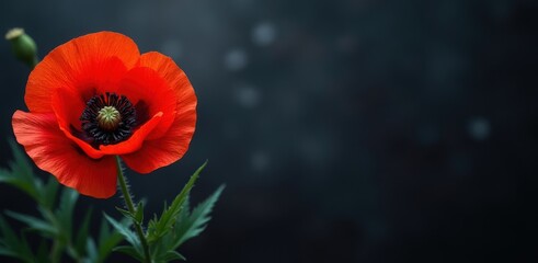 Vibrant red poppy blooms against a dark moody background