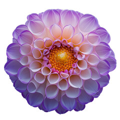 Close-up macro view of a vibrant purple and white dahlia flower with a yellow center and cutout png isolated on a transparent background