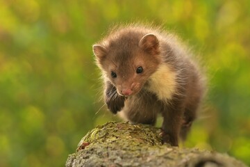 Beech marten Martes foina cute darling young brown meadow animal in nature, draw near village, runs fast, cubs beautiful Europe