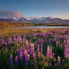Obraz premium Icelandic lupine field at dawn. Snow-capped mountains reflect in a tranquil lake