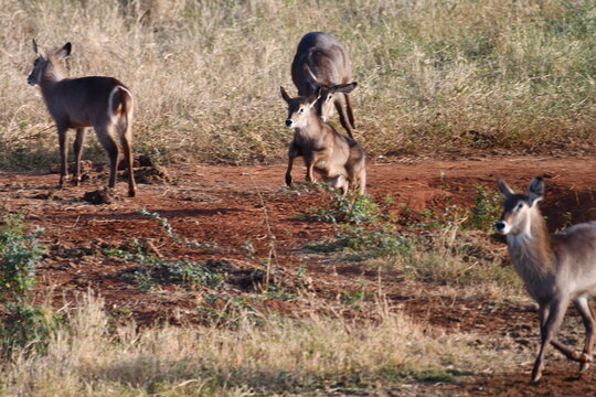 Graceful antelopes roam African savanna plains at sunset