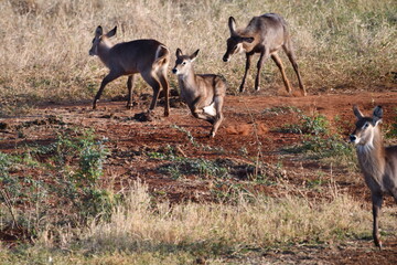 Graceful antelope herd moves across dry savanna landscape