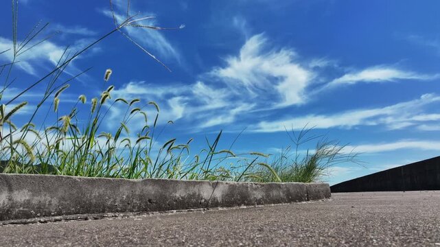 foxtail grass growing by the side of the road