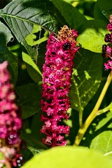 close up of phytolacca americana