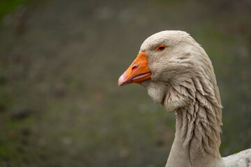 Adult goose with a dewlap under its beak.
