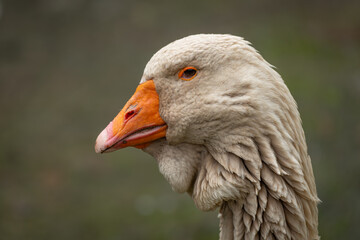 Adult goose with a dewlap under its beak.
