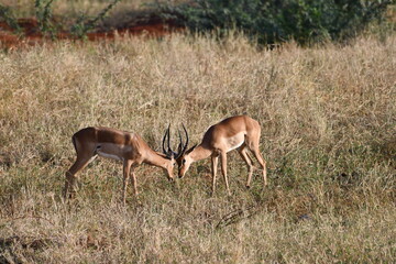 Two antelopes lock horns in grassy savanna duel