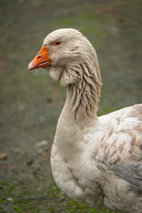 Adult goose with a dewlap under its beak.
