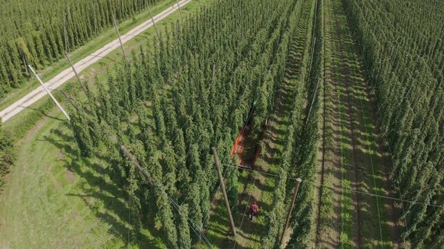 Bavarian Farmers Hop Field work with truck view from drone view