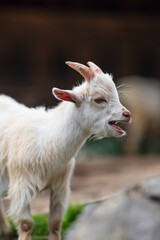 Side view of young goat with open mouth.