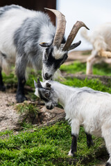 Obraz premium Adult goat interacting with young goat on grass.