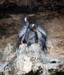 Inka-Seeschwalbenkormorane in Peru, Paracas