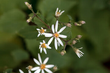 White wood aster, Aster divaricatus