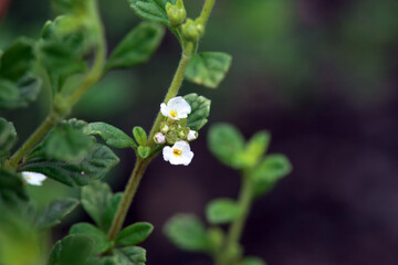 Blossom of a stick oregano, Lippia micromera