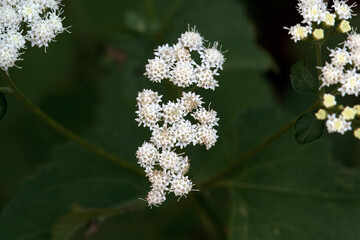 Blossoms of a white snakeroot, Ageratina altissima