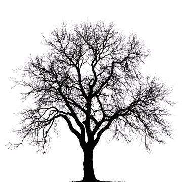 Silhouette of a bare deciduous tree isolated on white background