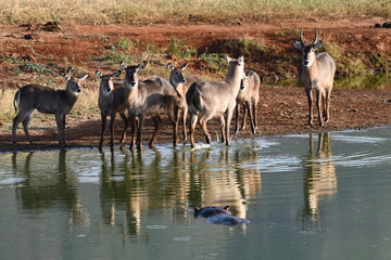 Waterbuck herd at watering hole with hippo swimming