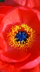 Vibrant red poppy center close-up
