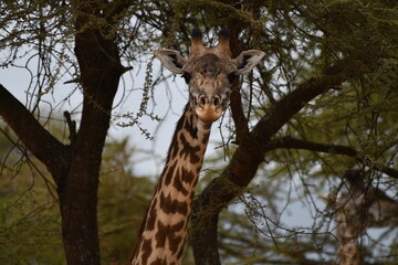 Curious giraffe peeks through thorny acacia branches