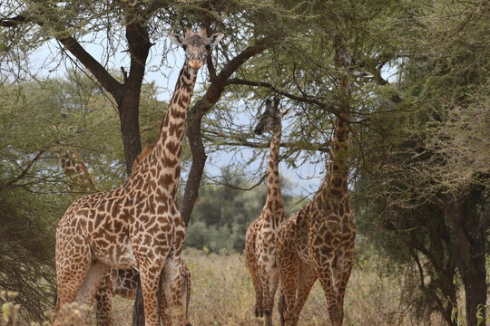 Graceful giraffes dining on acacia leaves in savanna - Powered by Adobe