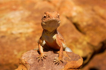 Lizard on a rock, frontal view of Slater's Ring-tailed Dragon (Ctenophorus slateri), Red Centre of Australia, Northern Territory