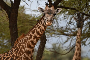 Curious giraffe peeking through trees in savanna
