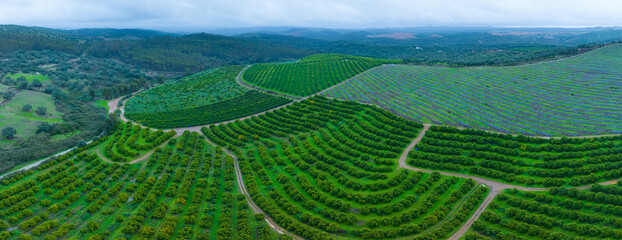 Aerial drone view of citrus plantations in the province of Huelva, Autonomous Community of...