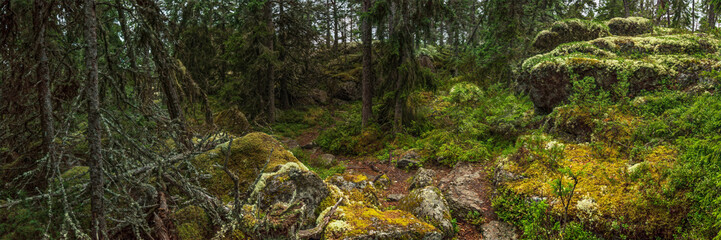 Obraz premium Panoramic view showcasing vibrant green moss covered rocks and towering trees thriving in a wild northern Swedish forest, creating a serene and untouched natural landscape