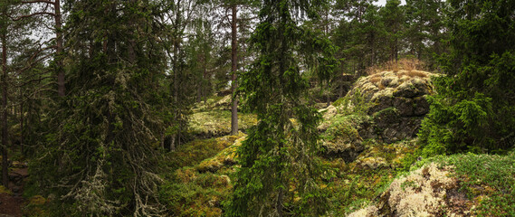 Beautiful panoramic view of a pristine forest in Sweden, showcasing a vibrant ecosystem of trees thriving on moss covered rocks, creating a captivating natural landscape