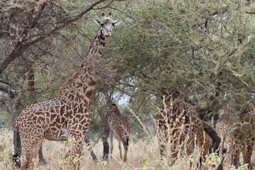 Giraffes grazing in thorny acacia trees, African savanna wildlife