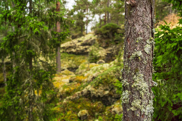 Lichen thriving on the bark of a pine tree in a vibrant Swedish forest, highlighting the intricate beauty and rich textures of northern European nature and its serene ecosystem