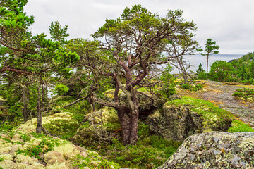 Windswept pine tree growing among rocks and moss on the coast of an island in the Swedish...