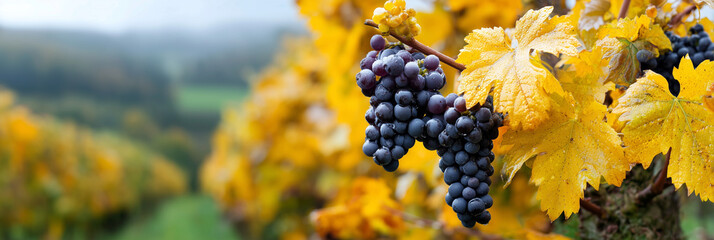A bunch of grapes hanging from a vine with yellow leaves