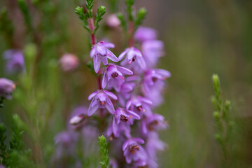 wild heather in the forest