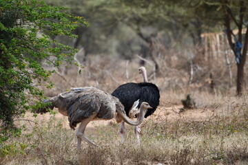 Graceful ostriches roam African savanna wilderness
