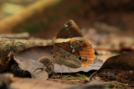 Thauria aliris intermedia Crowley (Tufted Jungleking) 
Pa Wai Waterfall , Tak province ,THAILAND 