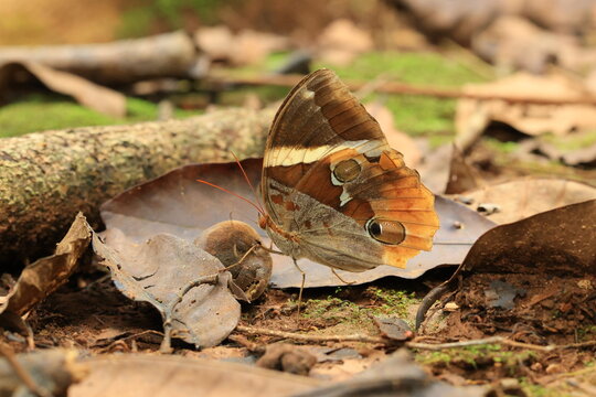 Thauria aliris intermedia Crowley (Tufted Jungleking) 
Pa Wai Waterfall , Tak province ,THAILAND 