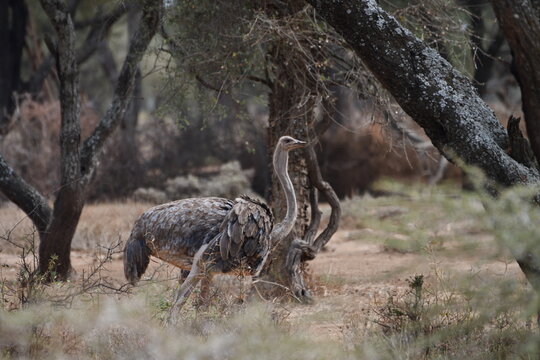 Elegant ostrich walks through dry natural landscape safari